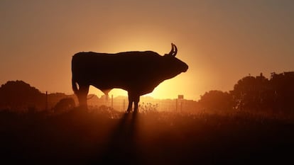 Toro de la ganadería de El Pilar, imagen cedida por el ganadero.