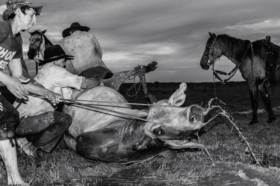 Juanita Escobar, la fotógrafa documental que le muestra los Llanos Orientales al mundo