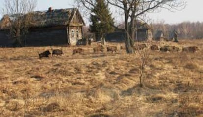 Javalis em um vilarejo abandonado na Zona de Exclusão de Chernobyl