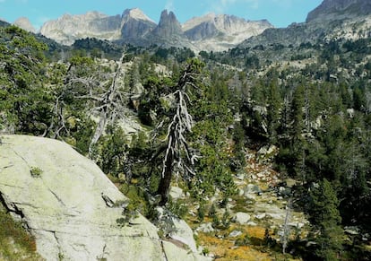 Algunos de estos pinos del parque de Aig&uuml;estortes tiene m&aacute;s de 700 a&ntilde;os.