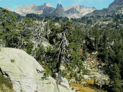 Algunos de estos pinos del parque de Aig&uuml;estortes tiene m&aacute;s de 700 a&ntilde;os.