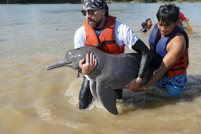 Fernando Trujillo auxilia a un delfín.