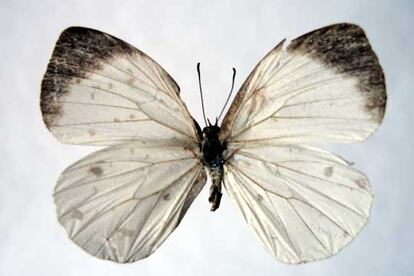 De las 22 mariposas que se han traído a España para ser catalogadas, hay dos que están siendo estudiadas a fondo. Una de ellas es una posible especie nueva. La otra, una posible subespecie nueva. En la imagen, una mariposa de la familia <i>Pieridae</i>