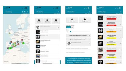 MedusApp informa de la presencia de medusas en las costas.