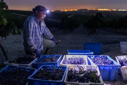 El vendimiador Jesús Odero durante la vendimia de la bodega Luis Pérez, en Jerez de la Frontera, Cádiz, este pasado mes de agosto.