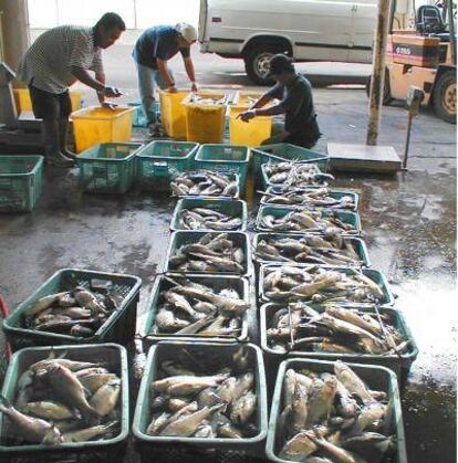 Clasificación de peces procedentes de una reserva de acuicultura, en Hawai, para su comercialización.