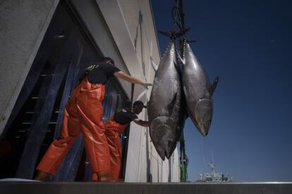 Dos operarios de Frialba son los encargados de introducir los atunes a la sala de despiece o ronqueo.