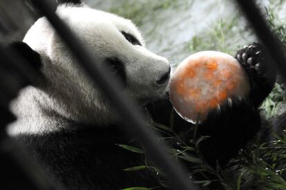 Los pandas tienen su propio hogar climatizado y, para combatir el calor, se le proporcionan polos de zanahorias.