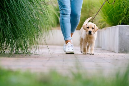 Labrador Puppy