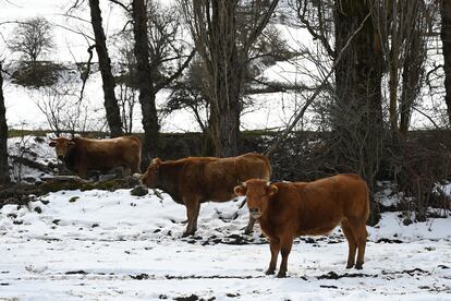 Varias cabezas de ganado buscan brotes en los pastos cubiertos por la nieve.