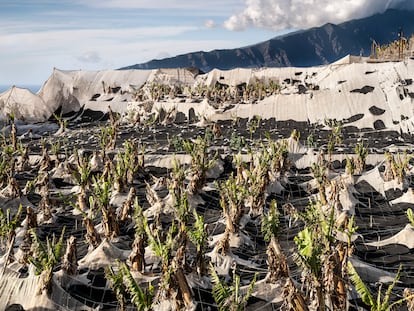 Enero de 2022. Plantación de plataneros dañados por la ceniza volcánica e irrecuperables.