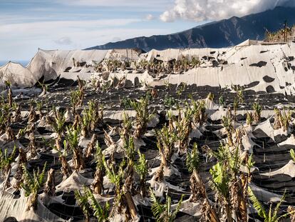 Enero de 2022. Plantación de plataneros dañados por la ceniza volcánica e irrecuperables.