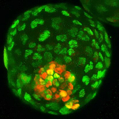 Imagen de un embrión artificial creado por el equipo de Izpisúa.