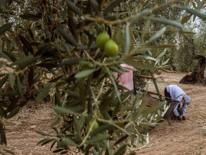 Jornaleros recogiendo aceituna en una finca de El Viso del Alcor (Sevilla). 