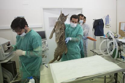 Una vez el lince está totalmente sedado es llevado a la sala de quirófano.