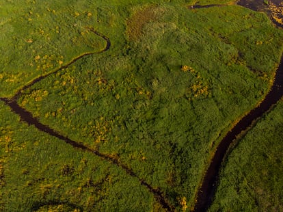 Detalle de una zona llena de vegetación con varias trochas del parque nacional.
