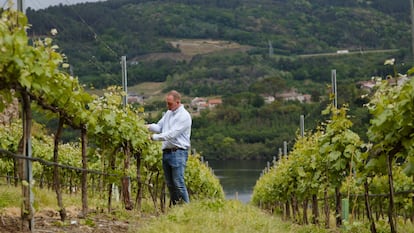 El enólogo, Pablo Estévez, supervisa el estado de los viñedos, en el Concello de Castrelo de Miño. Producen 180 toneladas anuales de uva de las variedades godello, albariño y treixadura.