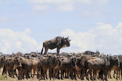 Reunião de animais. Supomos que o gnu está sobre uma pedra, mas é muito mais divertido pensar que está sobre as costas de alguns congêneres, tão feliz. O fotógrafo francês Jean-Jacques Alcalay fez a foto em Masai Mara, no Quênia.