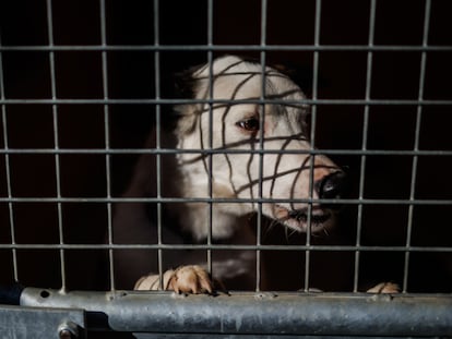 Un perro en una jaula en la protectora animal de Madrid (España).