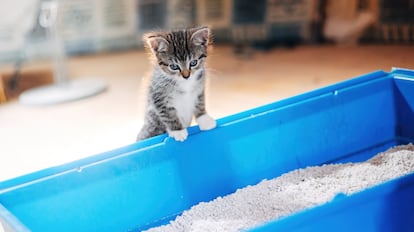 Este arenero para gatos es rectangular y de color azul.