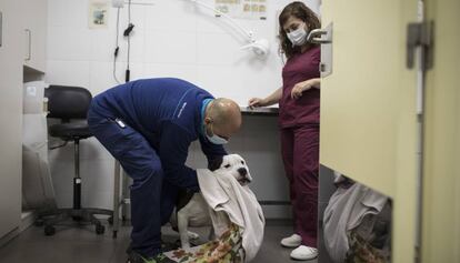 Dos treballadors atenen un gos malalt al centre d'acollida d'animals de Barcelona.