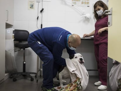 Dos treballadors atenen un gos malalt al centre d'acollida d'animals de Barcelona.