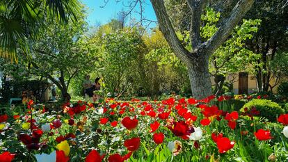 Tulipanes bajo la copa aún sin hojas de un nogal dentro del huerto de Calisto y Melibea en Salamanca.