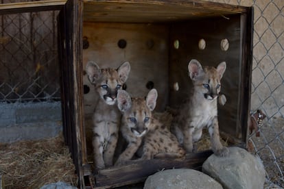 Tres cachorros de puma que forman parte del programa de conservación