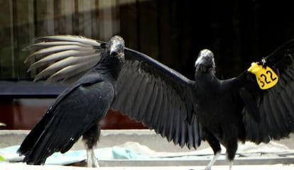 Two turkey buzzards used for a garbage control project in Lima.
