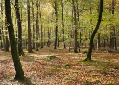 El frondoso bosque de Tollymore, a unos 60 kilómetros de Belfast, pertenece en la ficción al reino de Invernalia.