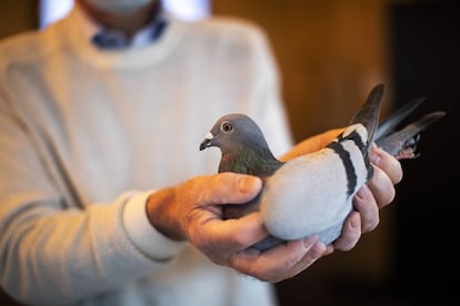 El copropietario de la casa de subastas Pipa, especializada en palomas, muestra a New Kim. 