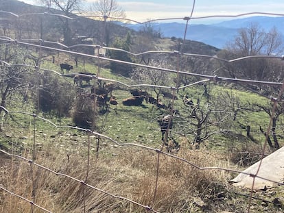 Parte del rebaño de 100 vacas perdidas que los vecinos de Bayárcal (Almería) han conseguido cercar en el pueblo. / AYUNTAMIENTO DE BAYÁRCAL