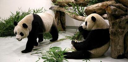 Los pandas Tuan Tuan y Yuan Yuan en su nuevo hogar en el zoo de Taipei