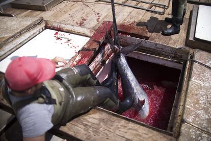 A la llegada de nuevo al puerto de Barbate, un marinero comienza a sacar de la bodega los atunes capturados.