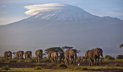 Una manada de elefantes camina por la montaña más alta de África, el Monte Kilimanjaro (Tanzania).