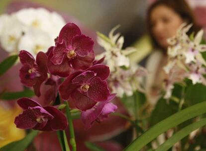 Orquídeas en la feria que se celebra este fin de semana en la Rosaleda del parque del Oeste.