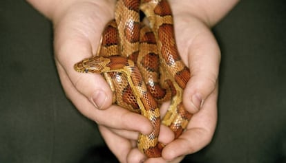 Una culebra tenida como mascota.