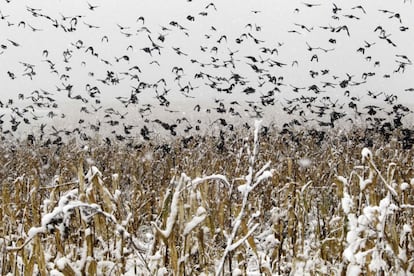 Una parvada de pájaros sobre un campo nevado en Pensilvania.