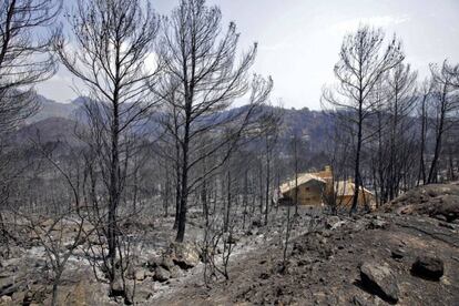 Efectos del incendio en Llutxent el pasado agosto.