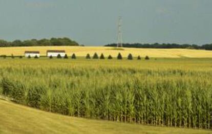 Un sembrado de maíz se ve afectado por la sequía  en una granja cerca de Burlington, Wisconsin (EE.UU.).