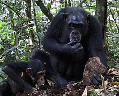 Un chimpancé hembra enseña a su cría a cascar nueces en Costa de Marfil.