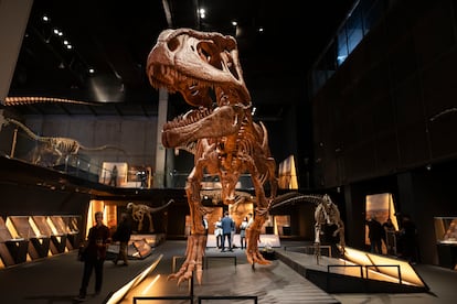Imagen de un dinosaurio carnívoro en la exposición 'Dinosaurios de la Patagonia', en CosmoCaixa.