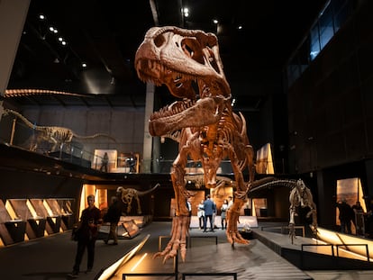 Imagen de un dinosaurio carnívoro en la exposición 'Dinosaurios de la Patagonia', en CosmoCaixa.