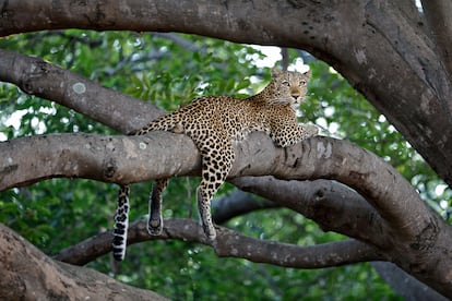 Un leopardo descansa tranquilamente en el parque nacional de South Luangwa.