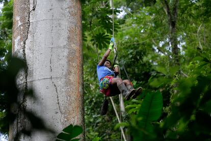 "Con miedo, pero ahí voy", confiesa Griselda Grajales cuando explica el esfuerzo de escalar un árbol del bosque maduro de Panamá con el fin de colocar y mantener un nido artificial para la guacamaya verde, un ave en grave peligro de extinción por la desaparición de su hábitat y el comercio ilegal. En la imagen, Grajales trepa un árbol para instalar un nido artificial, el 14 de agosto de 2022 en la provincia de Dairén (Panamá).