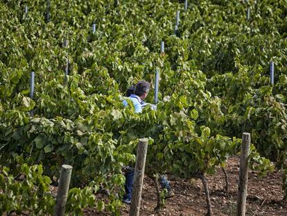 Vinyes a Vilafranca del Pened&egrave;s.