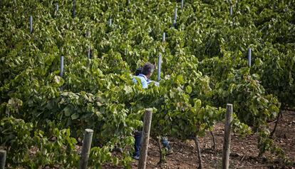 Vinyes a Vilafranca del Pened&egrave;s.