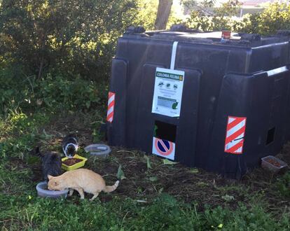 Una de las colonias de gatos asentada en un contenedor reciclado en El Puerto de Santa María.