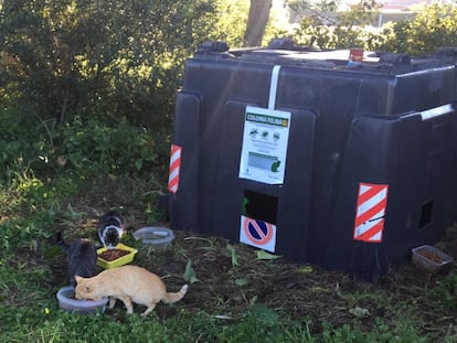 Una de las colonias de gatos asentada en un contenedor reciclado en El Puerto de Santa María.