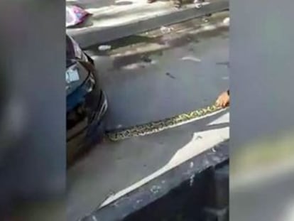 Un conductor no pudo arrancar su vehículo en Tailandia al encontrar un desagradable huésped